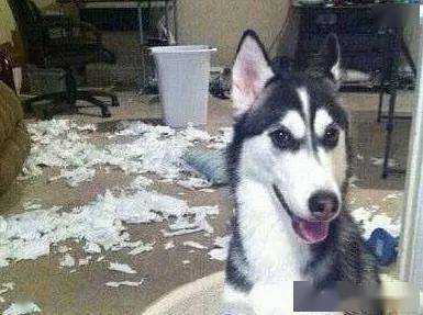 哈士奇犯錯后,主人直接把它掛在了衣架上,二哈 家不想要了嗎