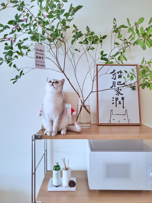 寵物用品如何收納？規(guī)劃整理師教你巧用寵物衣架